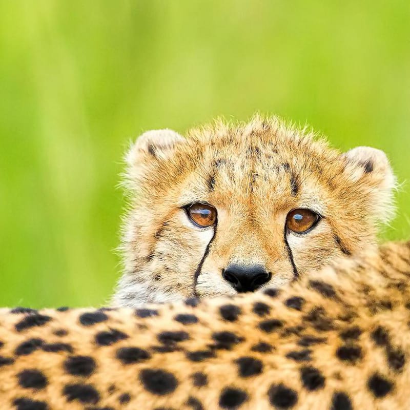 Serengeti : vivez l’aventure des safaris en famille !