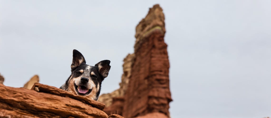 Dog enjoying its trip