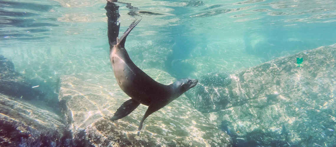 Sea-Lion-underwater