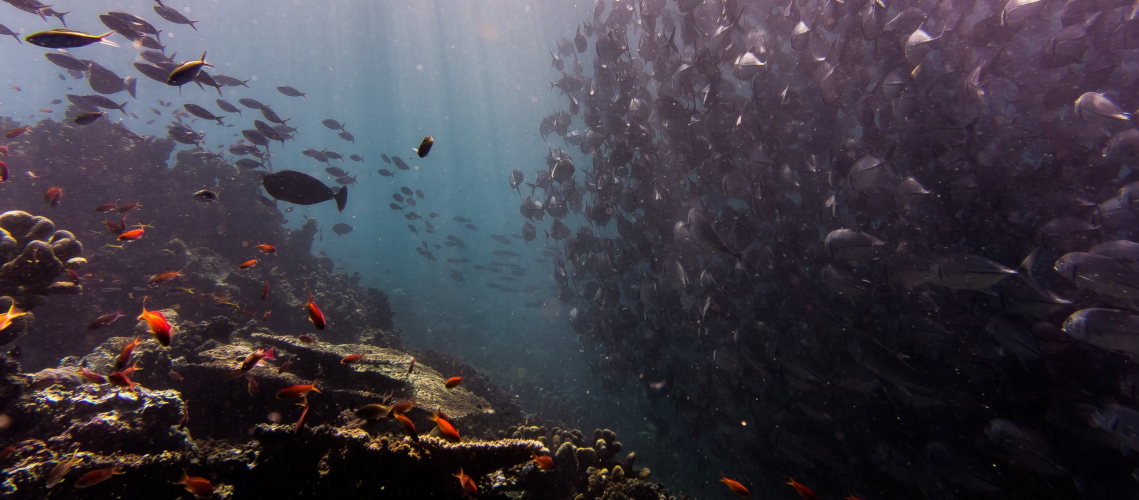 Tropical-Fishes-Reef