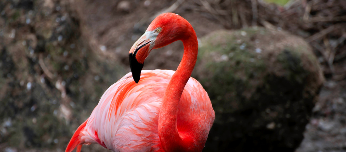 Pink flamingo