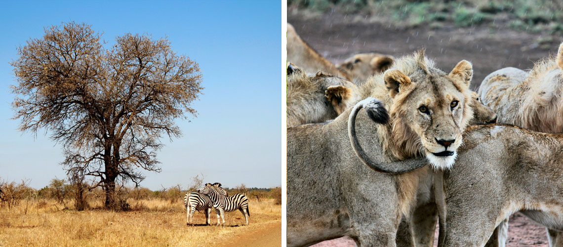 Zebras and lions in the South African savannah