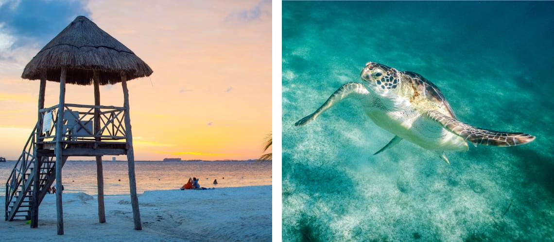 Isla Mujeres and a turtle