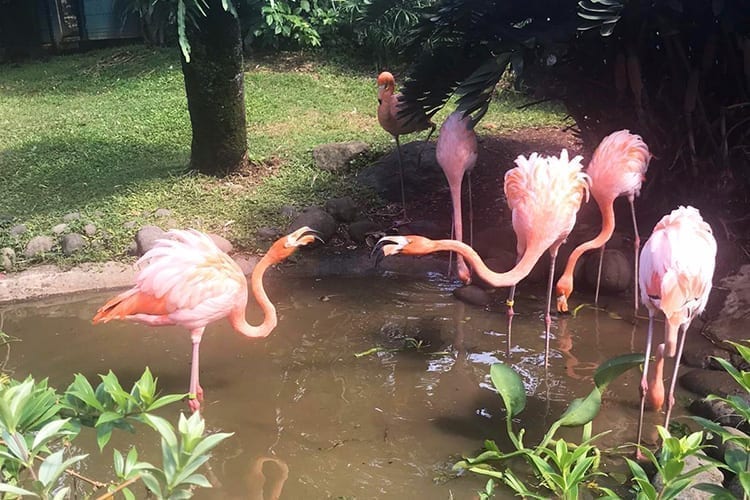 A tropical break at La Créole Beach Hôtel Spa - La Créole Beach Hôtel & Spa **** - 5