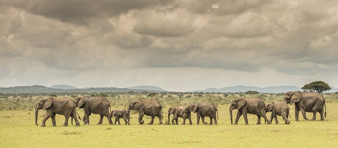 Vaccines Travel Tanzania Elephants