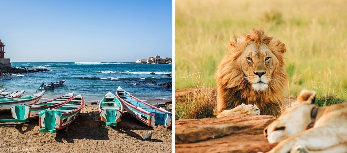 senegal-beach-travel-family-lion