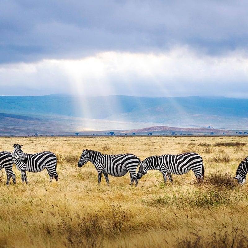 Head to the rainbow nation to discover the Southern Africa!