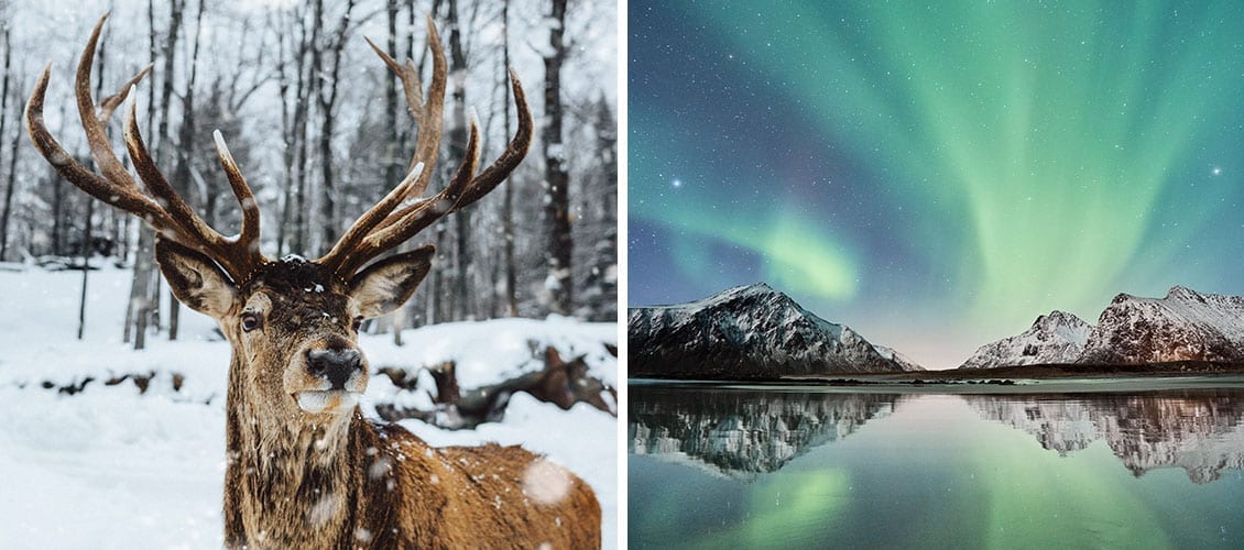 deer-in-the-snow-and-northern-lights