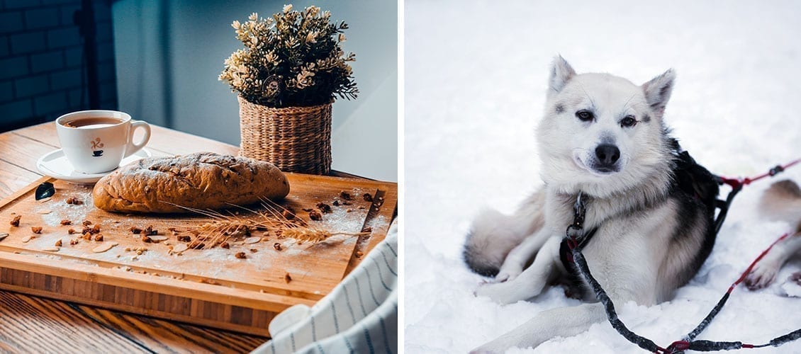 breakfast-lapland-sled-dog