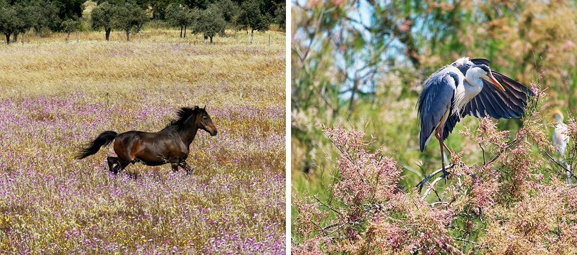 Camargue in France