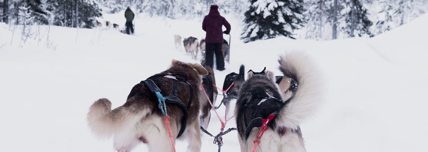 Mountain-sled-dogs-family