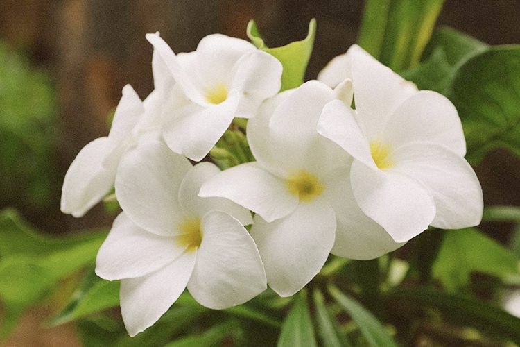 A timeless stay at Shandrani Beachcomber - Shandrani Beachcomber Resort & Spa **** - 3