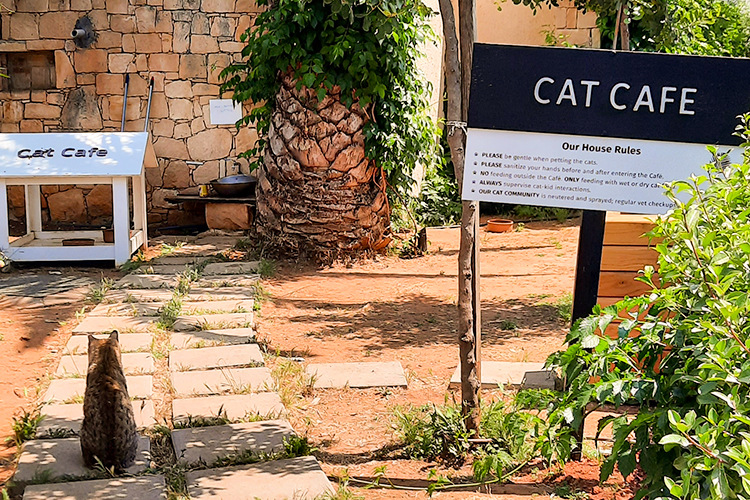 A sunny welcome at Cretan Malia Park - Phāea Cretan Malia ***** - 7