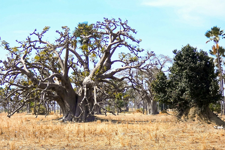 Ontdek het Bandia-reservaat