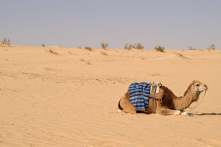 Sahara woestijn excursie