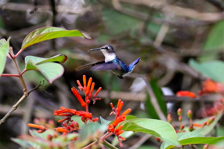 Lokale flora en fauna