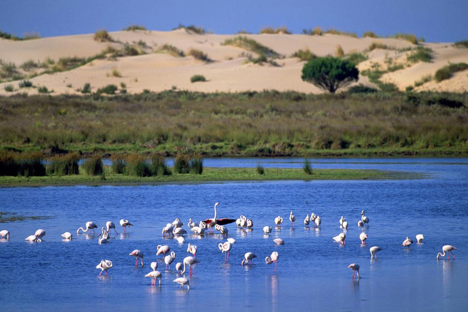 Visite du parc naturel de Doñana