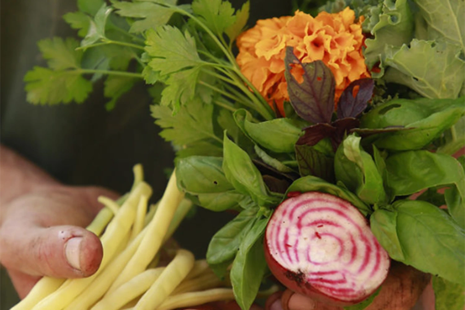 Du jardin à l'assiette 
